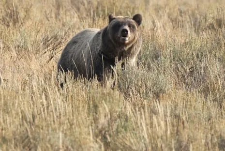 Trail Walker Assaulted by Grizzly in Yellowstone Air Lifted to Trauma Center